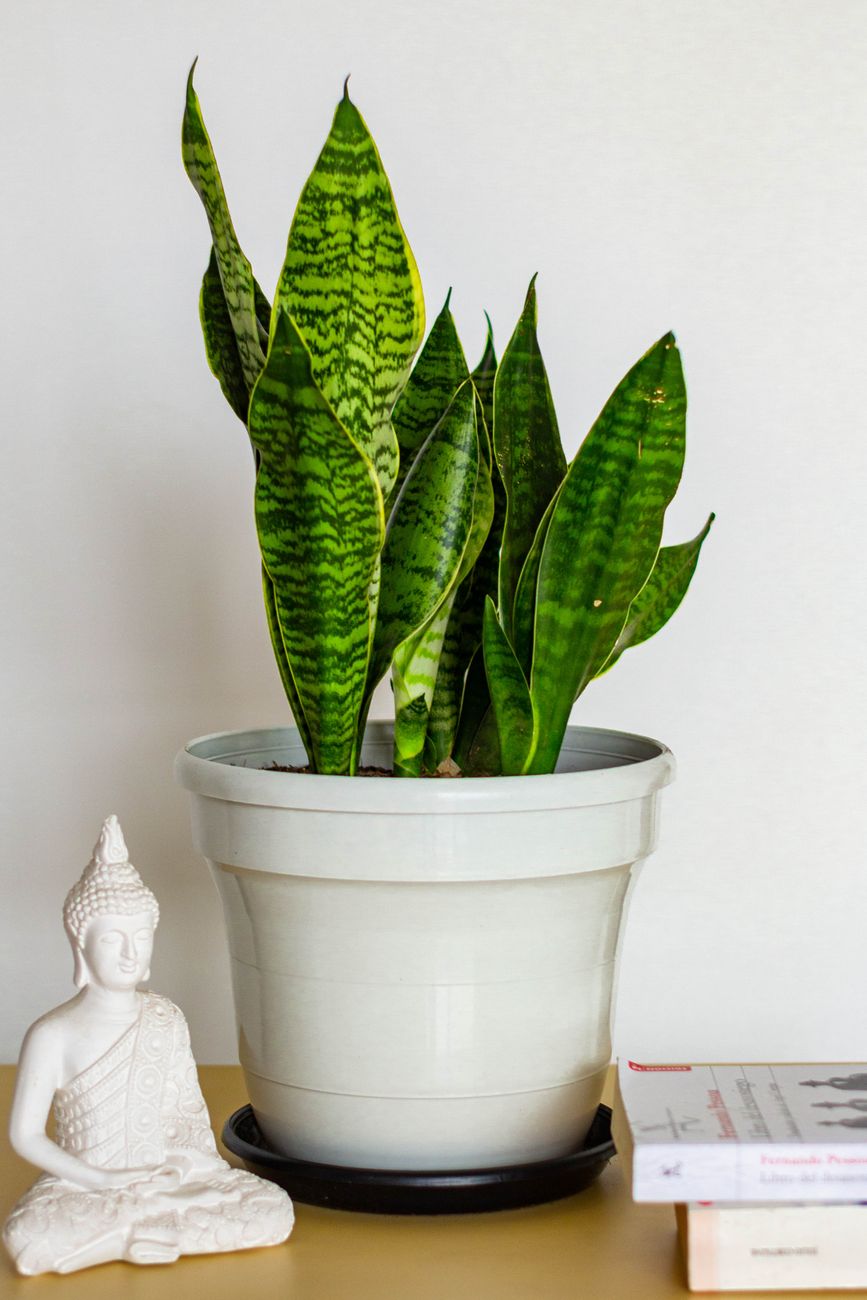 Snake plant with tall upright sword-shaped leaves