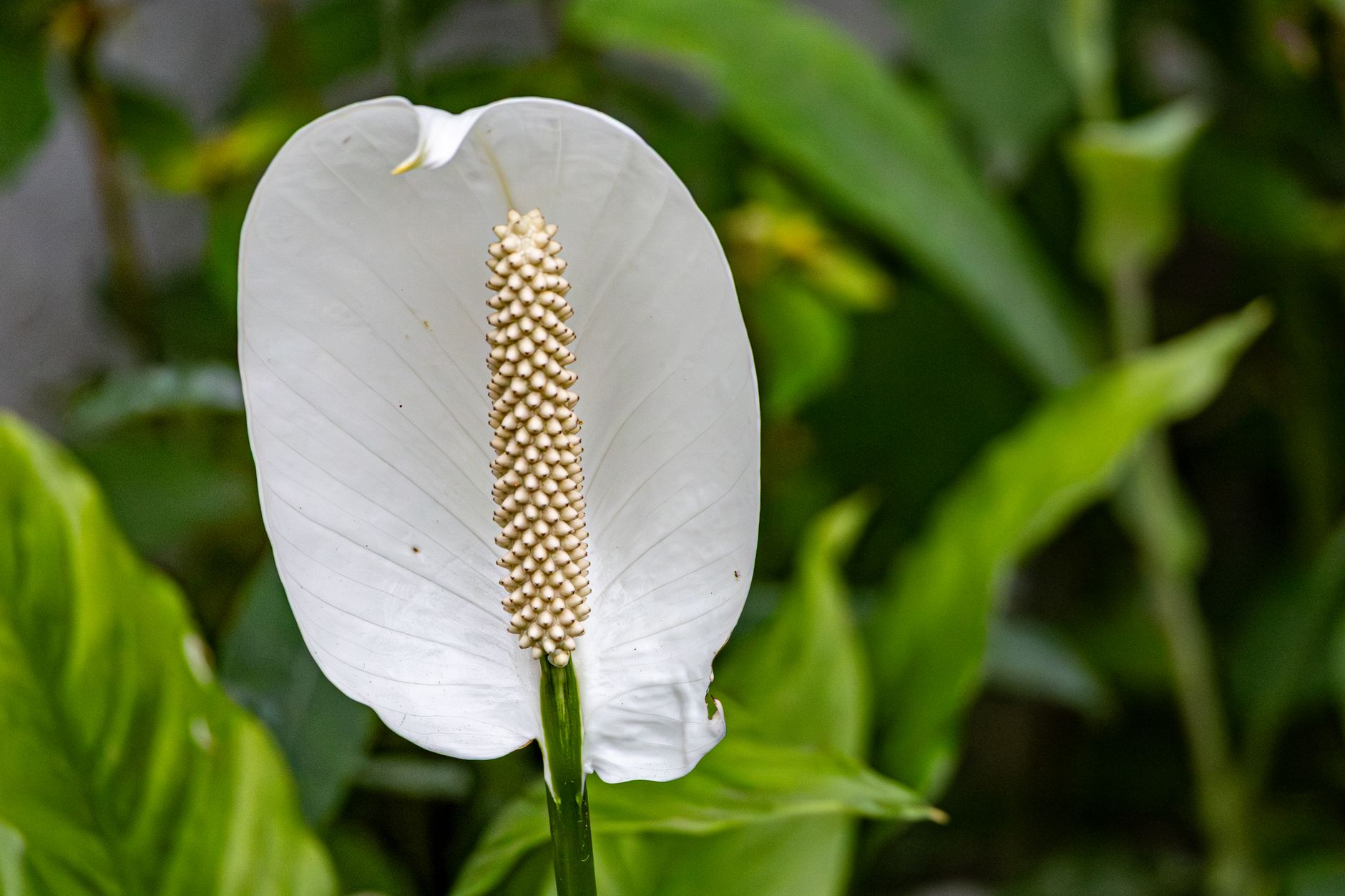 A peace lily with glossy dark leaves and a white bloom